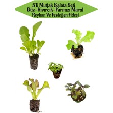 Serada Decor Plant 5'li Salata Seti Kıvırcık ve Düz Marul Fidanı+Rehyan Fidanı+Fesleğen Fidanı