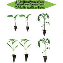 Serada Decor Plant 2 Adet Uzun Patlıcan Fidanı+2 Adet Kıl Acı Biber+2 Adet Oturak Domates Fidanı