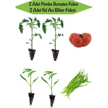Serada Decor Plant Fide Seti 2 Adet Pembe Domates Fidanı+ 2 Adet Kıl Acı Biber Fidanı