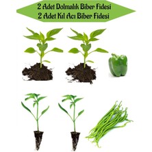 Serada Decor Plant Fide Seti 2 Adet Yeşil Dolmalık Biber Fidanı+ 2 Adet Yeşil Kıl Acı Biber Fidanı