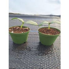 Serada Decor Plant 2 Adet Badem Salatalık Fidesi (5-10 Cm) ( Tohum Değildir Fidedir)