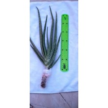 Serada Decor Plant Aloevera Fidanı (Boy 25-30 Cm)