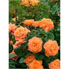 Serada Decor Plant Yediveren Somon Kayısı Sarmaşık Gül Fidanı 15-25 cm