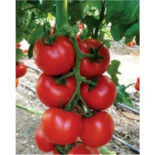 Serada Decor Plant Domates Fidesi 6 Adet Domates Fidesi