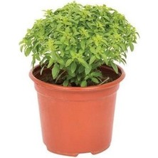 Serada Decor Plant - Saksıda Top Fesleğen Fidesi