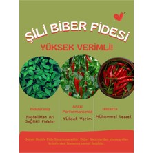 Serada Decor Plant Şili Biber Fidesi Kırmızı Yerli Tohum 10 Adet, Mor Cin Biber Fidesi 1 Adet