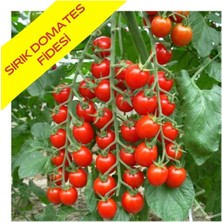 Serada Decor Plant Sırık Domates Fidesi 6 Adet Sırık Domates Fidesi Çitili Bol Verimli