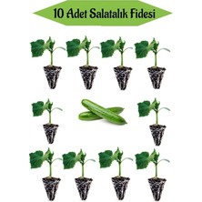 Bitkim Sende 10 Adet Badem Salatalık Fidanı Bahçe Seti