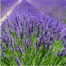 Bitkim Sende Tüplü Yoğun Kokulu Aromatik Lavanta Fidanı 5 ADET