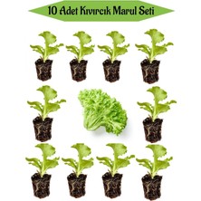 Bitkim Sende 20 Adet Yeşil Kıvırcık Marul Fidanı Bahçe Balkon Mutfak Seti