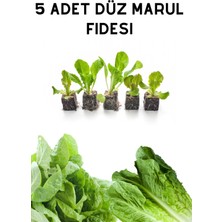 Bitkim Sende 5'li Düz Yeşil Marul Fidesi Seti