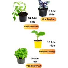 Bitkim Sende Bahçe Seti 10 Adet Bahçe Domatesi+ Bahçe Salatalığı+ Reyhan Fidesi