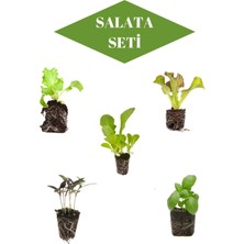 Bitkim Sende Salata Seti 5'er Adet Marul Tür Fideleri+ 5'er Adet Reyhan Türü Fideleri