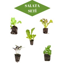 Serada Decor Plant Salata Seti 5'er Adet Marul Tür Fideleri+ 5'er Adet Reyhan Türü Fideleri