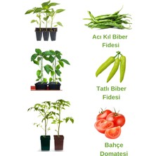 Serada Decor Plant Bahçe Seti Acı Kıl Biber+ Tatlı Biber+ Bahçe Domates Fidesi Toplam 30 ADET
