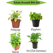 Serada Decor Plant Aromatik Kokulu Mutfak Seti Adaçayı+Reyhan+Nane+Itır Fidesi 4 Adet