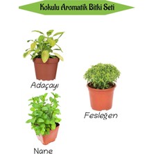 Serada Decor Plant Aromatik Kokulu Mutfak Seti Adaçayı+ Fesleğen+Nane Fidesi 3 Adet