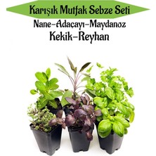 Serada Decor Plant Karışık Mutfak Sebze Seti Nane+Adaçayı+Maydanoz+Kekik+Reyhan Toplam 6 Adet