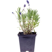 Serada Decor Plant Aromatik Kokulu Mutfak Seti Itır Çiçeği+Biberiye Fidanı+Lavanta Fidesi 3 Adet