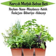 Serada Decor Plant Mutfak Sebze Seti Reyhan+Nane+Maydanoz+Kekik+Fesleğen+Biberiye+Adaçayı Fidesi Toplam 7ADET