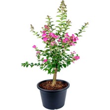 Bitkim Sende Pembe Oya Ağacı+ Arap Yasemini + Pembe Gül Fidanı Hediyeli