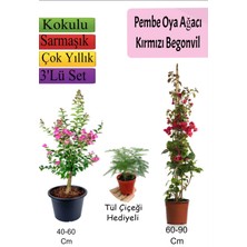 Serada Decor Plant Pembe Oya Ağacı+ Kırmızı  Begonvil+ Tül Çiçeği Hediyeli