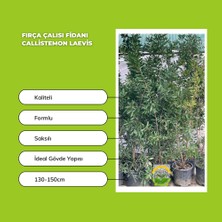 Fidan Sepetim Fırça Çalısı Fidanı - Callistemon Laevis