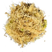 Betonish - Sphagnum Yosunu 5 LT