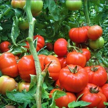 Bilgarden Beef Etli  Kokulu Sırık Kırmızı Salkım Domates Fidesi (5 Adet)