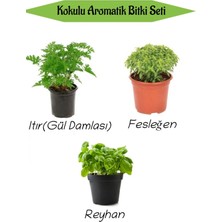 Serada Decor Plant Aromatik Kokulu Mutfak Seti Itır Çiçeği+Fesleğen Fidanı+Reyahan Fidesi 3 Adet