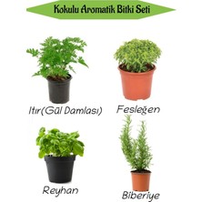 Serada Decor Plant Aromatik Kokulu Mutfak Seti Itır Çiçeği+Fesleğen+Reyhan+Biberiye Fidesi 4 Adet