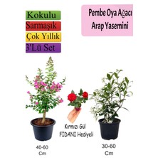 Serada Decor Plant Pembe Oya Ağacı+ Arap Yasemini + Kırmızı Gül Fidanı Hediyeli