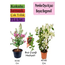 Serada Decor Plant Pembe Oya Ağacı+ Beyaz Begonvil+ Buz Çiçeği Hediyeli
