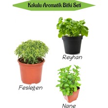 Bitkim Sende Aromatik Kokulu Mutfak Seti Fesleğen Fidanı+Reyahan Fidesi+Nane Fidesi 3 Adet