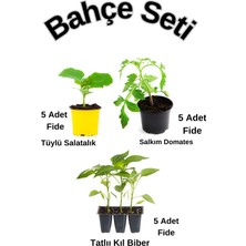 Bitkim Sende Bahçe Seti 5 Adet Salatalık+ 5 Adet Salkım Domates+5 Adet Acı Kıl Biber Fidesi