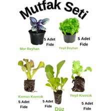 Bitkim Sende Mutfak Salata Seti Düz Marul+ Yeşil Kıvırcık Marul+ Kırmızı Kıvırcık Marul+ Reyhan Fidesi