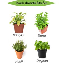 Bitkim Sende Aromatik Kokulu Mutfak Seti Adaçayı+Nane+Kekik+Reyhan Fidesi 4 Adet