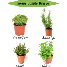 Bitkim Sende Aromatik Kokulu Mutfak Seti Fesleğen+Biberiye+Kekik+Nane+ Fidesi 4 Adet