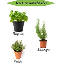 Bitkim Sende Aromatik Kokulu Mutfak Seti Reyhan+Biberiye Fidanı+Kekik Fidesi 3 Adet