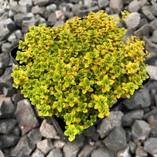 e-fidancim Yayılıcı Altın Kekik Archers Gold Aromatik Kekik Fidesi (2 Adet)