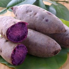 e-fidancim Papas Deep Purple Tatlı Patates Fidesi(1 Adet)