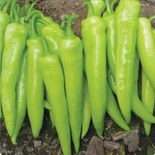 e-fidancim Etli Tatlı Çarliston Biber Fidesi 5 Adet