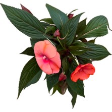 Betonish Impatiens Walleriana 'somon'