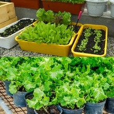 Biohumus Bitkisol Organik Bitki Besin Gübresi 5 lt
