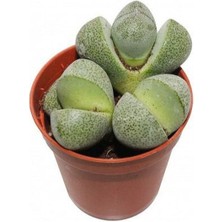 Serada Decor Plant Taş Kaktüs Sukulent (5-10 Cm) 1 Adet Saksılı Dekoratif Bitki