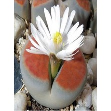 Serada Decor Plant Taş Kaktüs Sukulent (5-10 Cm) 1 Adet Saksılı Dekoratif Bitki