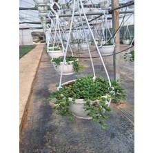 Serada Decor Plant Tespih Çiçeği ( Inci Tanesi) (20 30 Cm)1 Adet Saksılı Dış Mekan Bitkisi