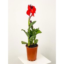 Serada Decor Plant Kana Tespih Çiçeği Kırmızı(30 50 Cm)1 Adet Saksılı Dış Mekan Bitkisi