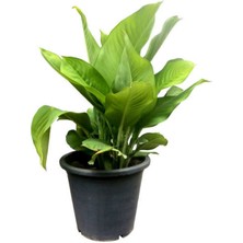 Serada Decor Plant Kana Tesbih Çiçeği Kırmızı (30-50 Cm)1 Adet Saksılı Balkon Bahçe Bitkisi
