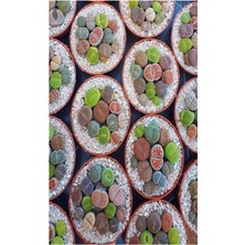 Serada Decor Plant Taş Kaktüs Sukulent (5-10 Cm) 1 Adet Saksılı Dekoratif Bitki